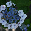 楊谷寺　紫陽花