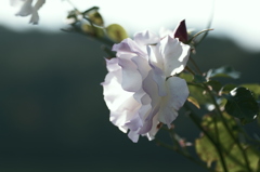 IMGP3603
