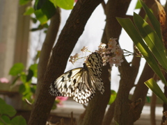 昆虫館１