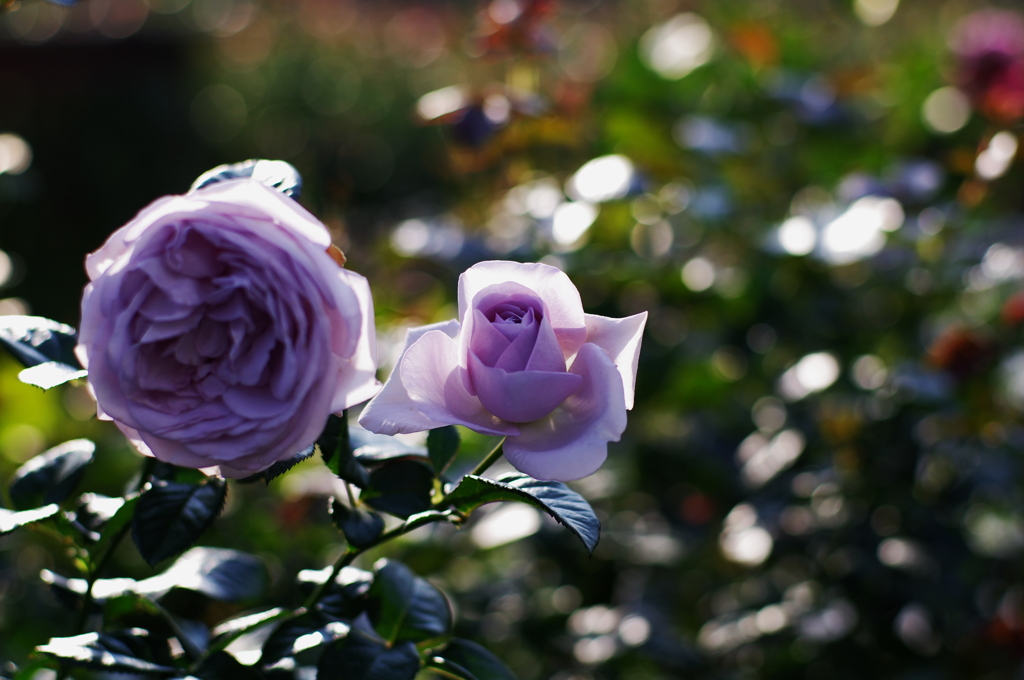 IMGP8851