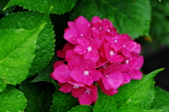 IMGP2861