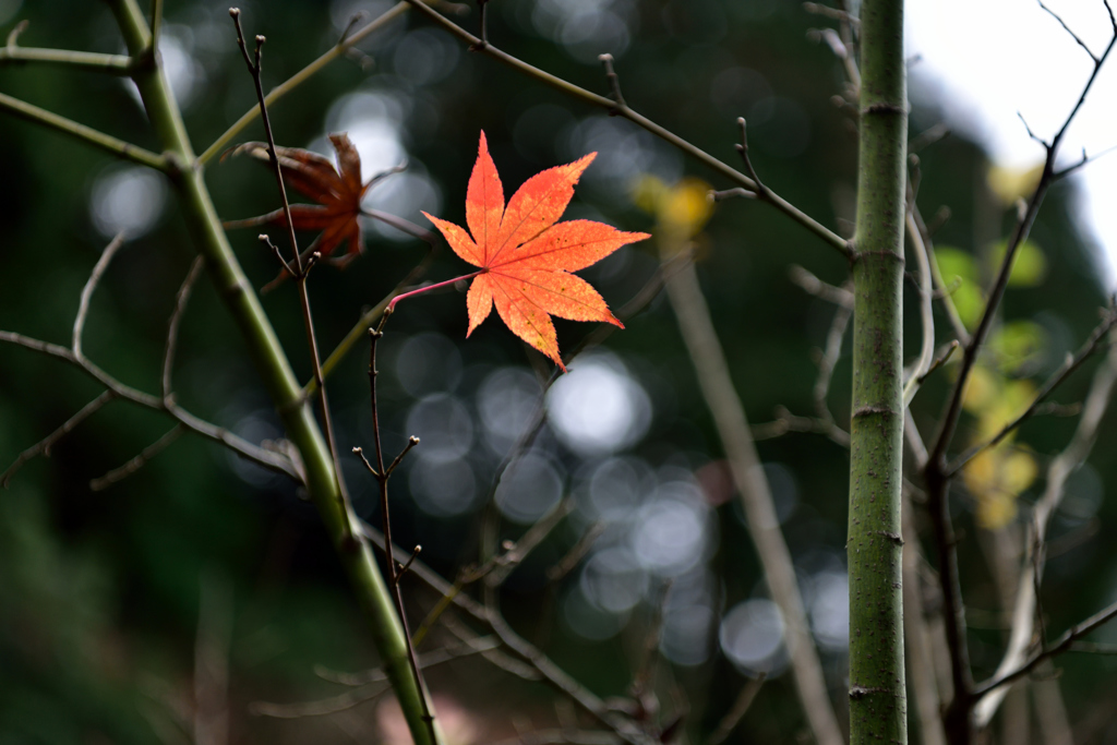 宗鏡寺　紅葉３