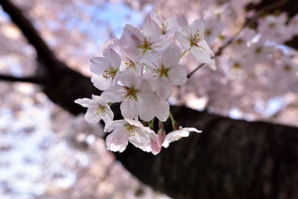 2015 sakura