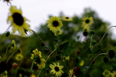 IMGP7345a