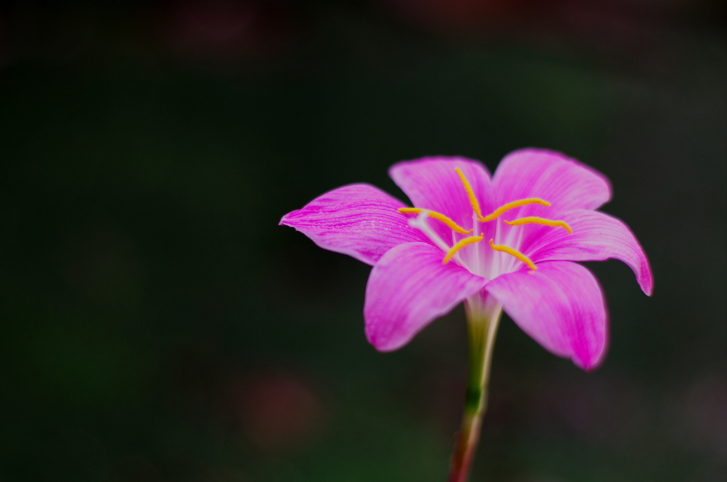IMGP7684