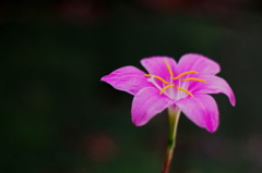 IMGP7684