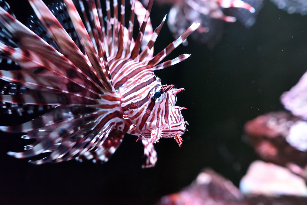 京都水族館
