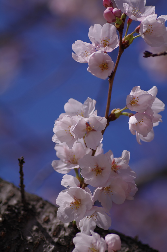 sakura
