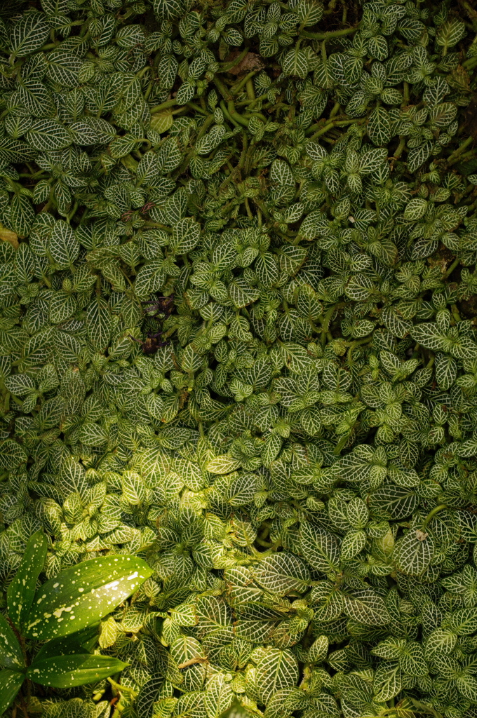 昆虫館２