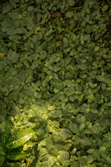 昆虫館２