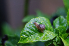 カタツムリ