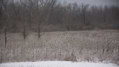 Winter Scene of Michigan001