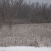 Winter Scene of Michigan001