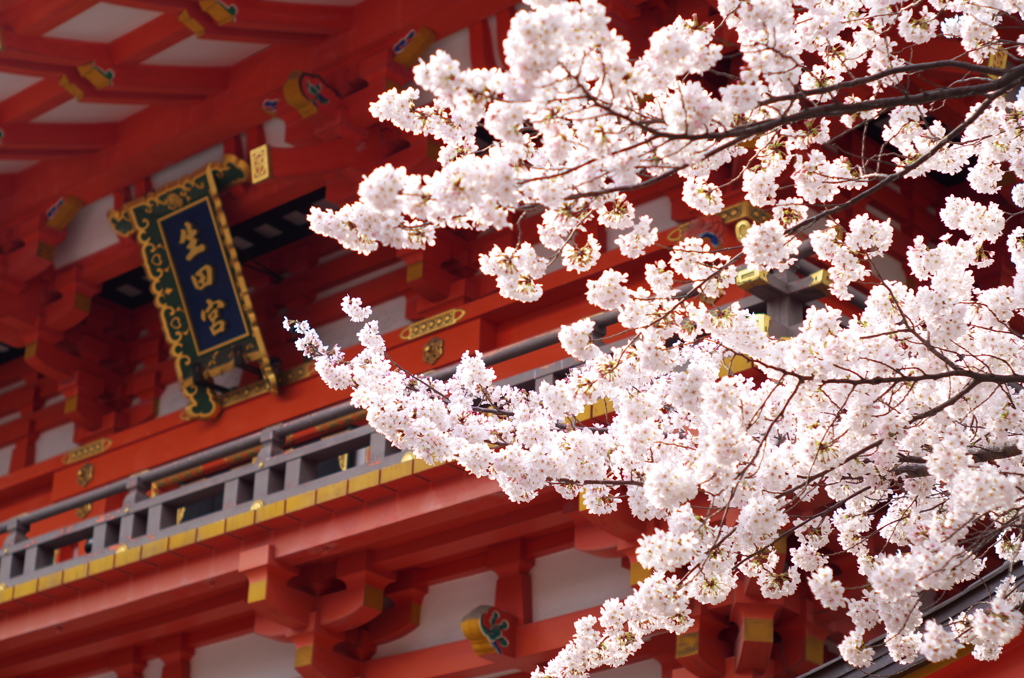 桜　～生田神社～