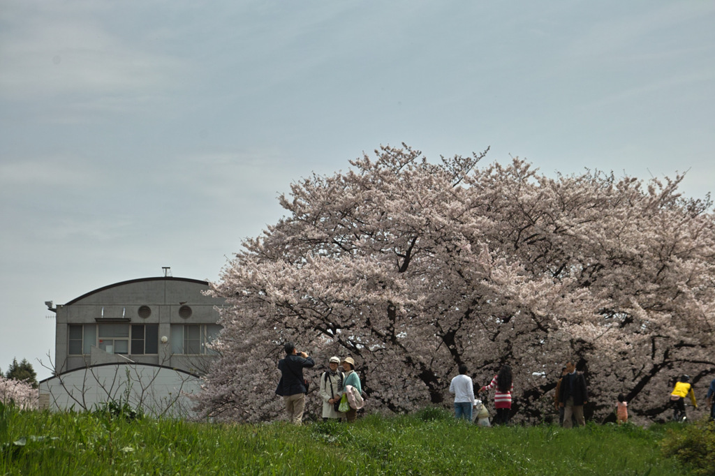 桜３