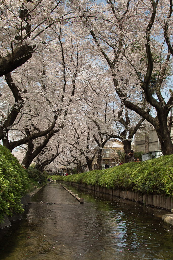桜５