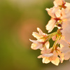 no focus