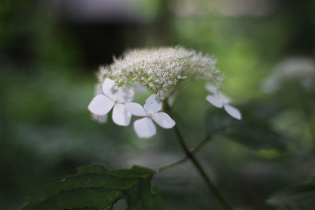 山紫陽花