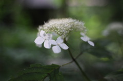 山紫陽花