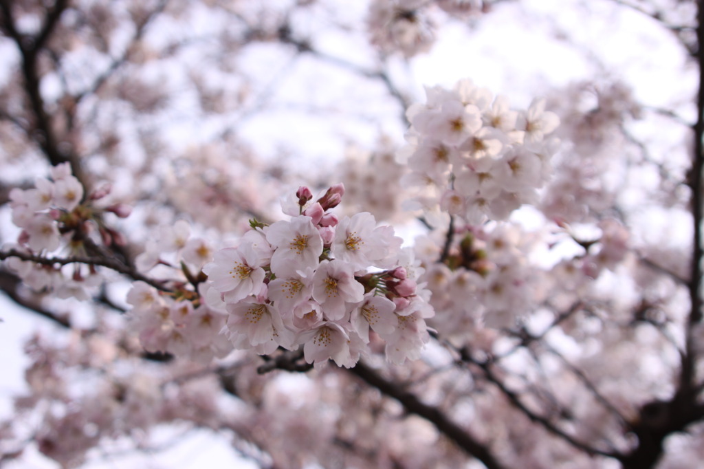 sakura