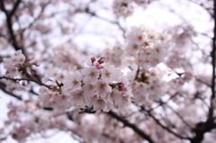 sakura