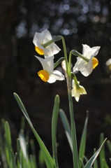 daffodil