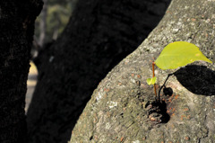leaf