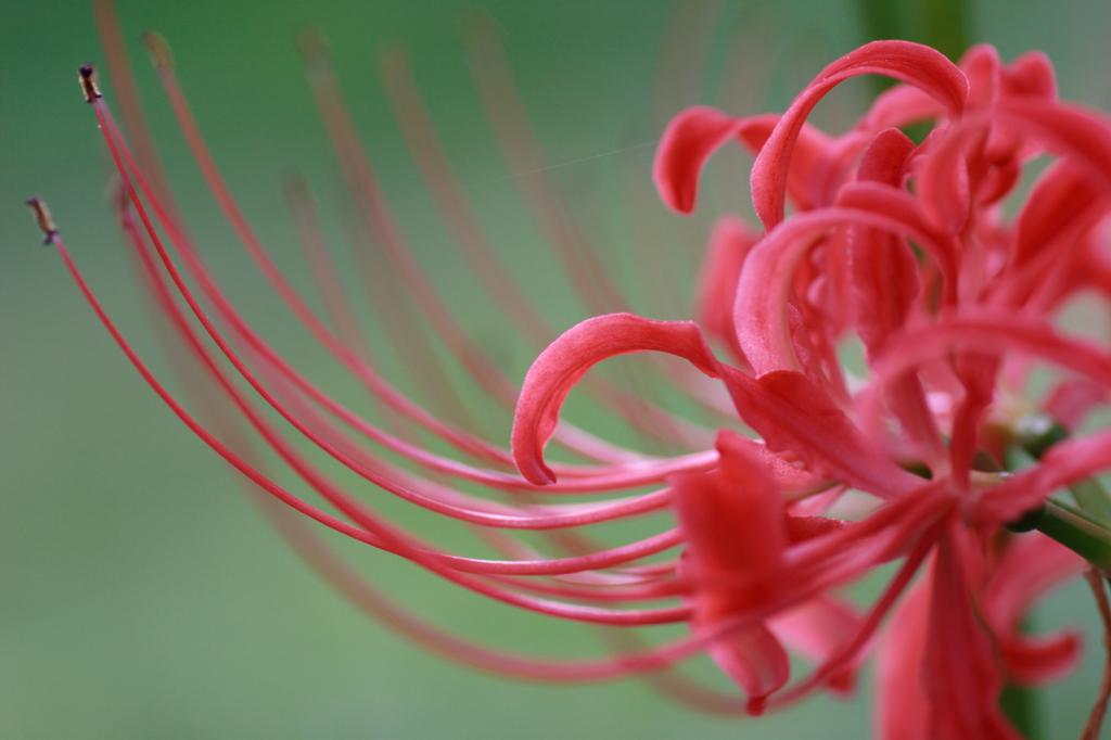 曼珠沙華