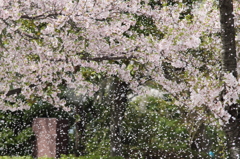 淡雪のように