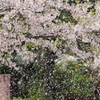 淡雪のように