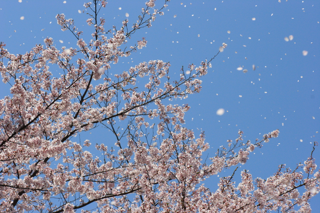 ５月の風