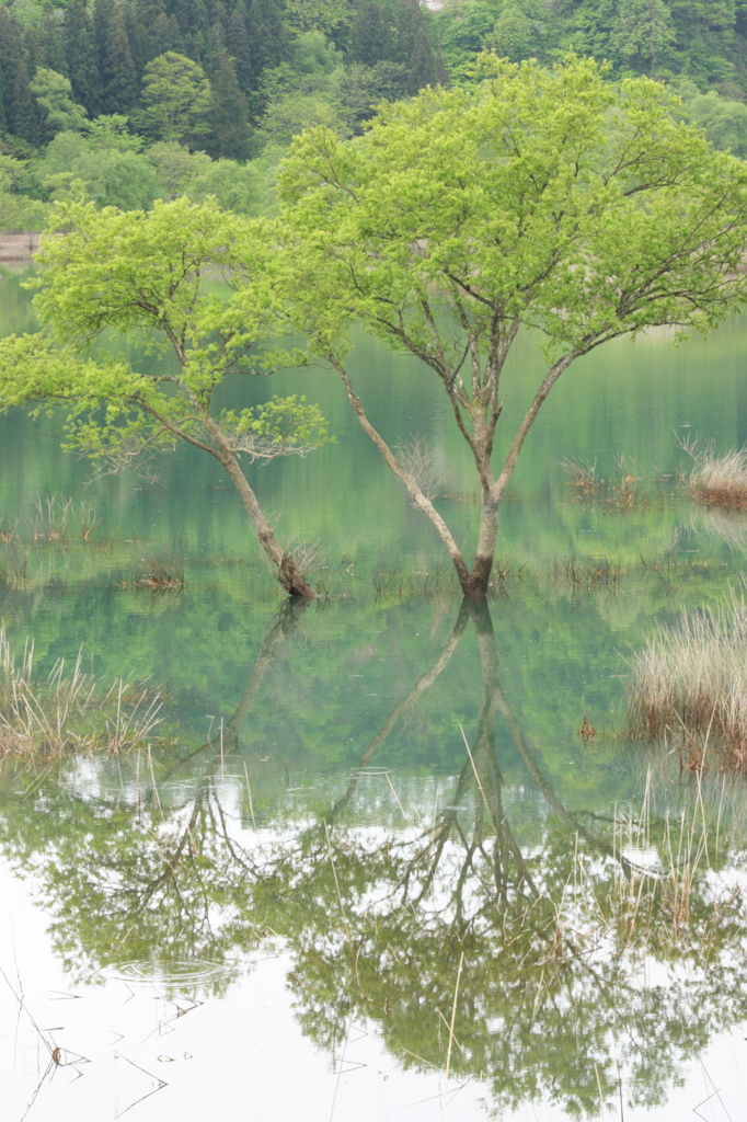 新緑の湖