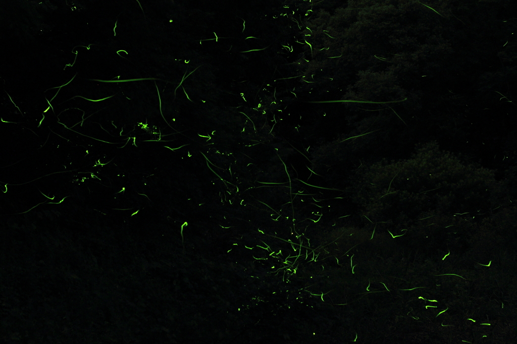 glow of a firefly