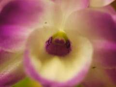 P1000288