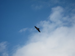 鳥が飛んでいます