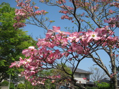 何の花かわかりません。