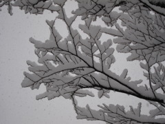 鹿児島大雪