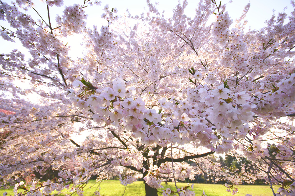 桜
