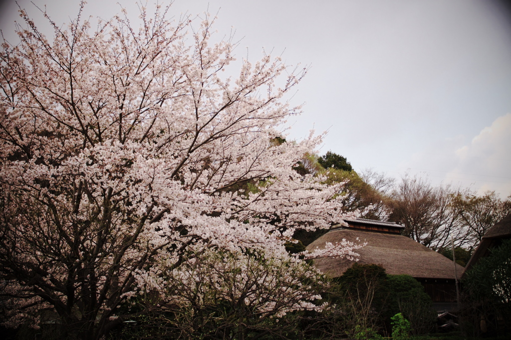 桜