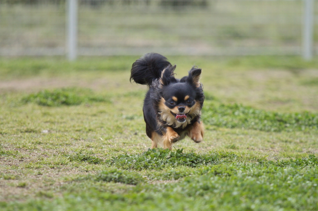 Run!Run!Run!!