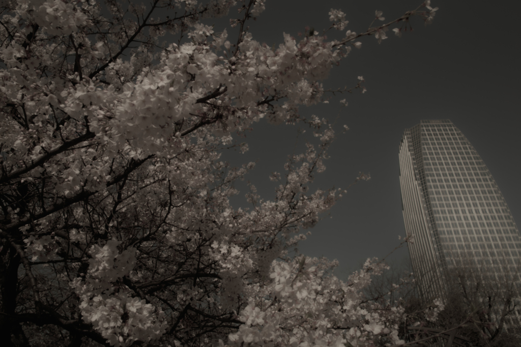モノトーンビルと桜