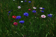 purple_poppies