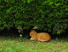 たんぽぽとねこ