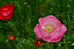 large_poppies