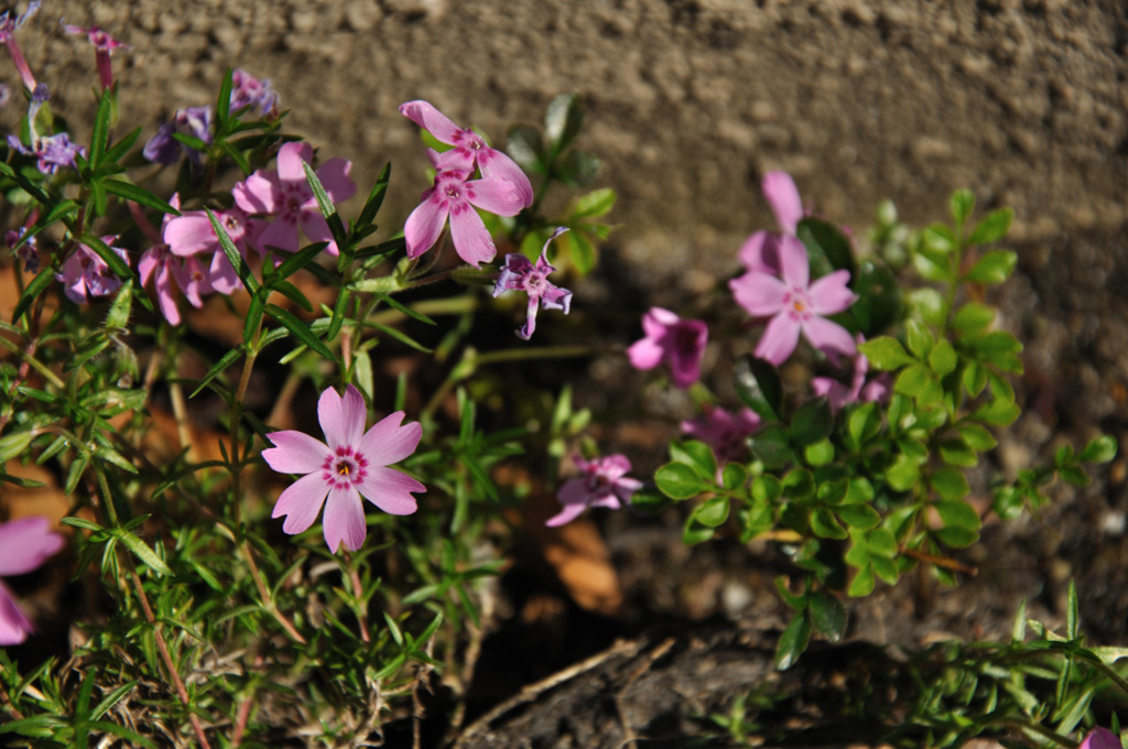 庭の花その３