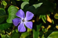 庭に咲いていた紫の花