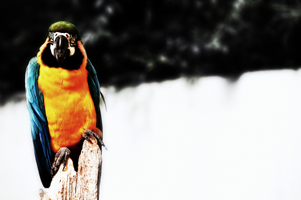 Blue-and-yellow Macaw