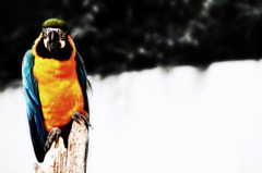Blue-and-yellow Macaw