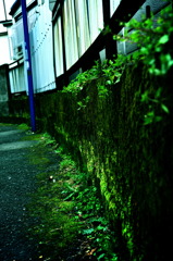 今日はいないなぁ…