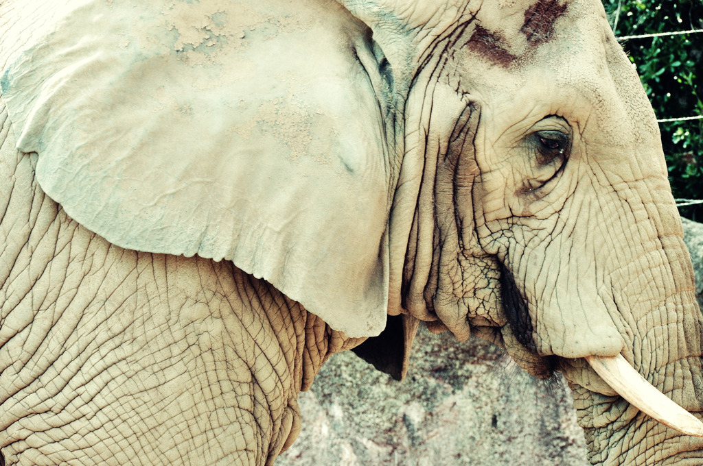 african elephant
